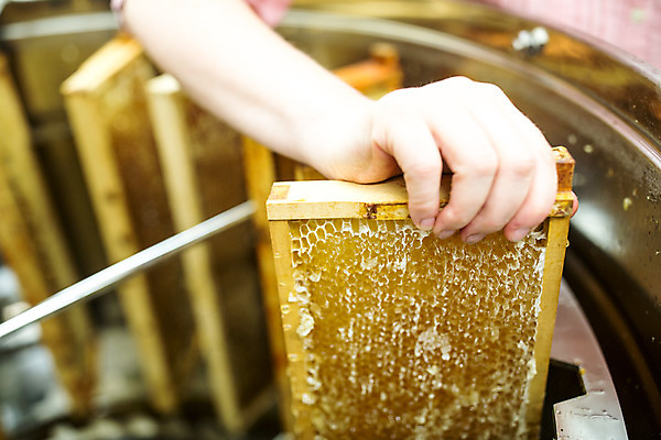 포토 JPG 서양인 외국인 손 여자 40대 중년 농업 실내 한명 들기 사람 신체부위 기계 꿀벌 체코 꿀 벌집 넣기 벌꿀 양봉 양봉업 중년여자한명만 국내포토 1 유럽 산업 모션 인종 성인 내부 벌_곤충 여자한명만 중년여자만 파일형식