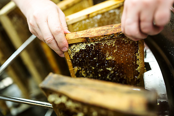 포토 JPG 서양인 외국인 손 여자 40대 중년 농업 실내 한명 들기 사람 기계 꿀벌 체코 꿀 벌집 넣기 벌꿀 양봉 양봉업 중년여자한명만 국내포토 1 유럽 산업 모션 인종 성인 내부 신체부위 벌_곤충 여자한명만 중년여자만 파일형식