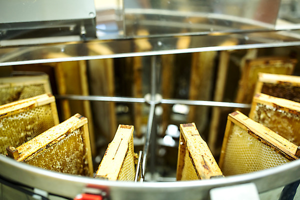 포토 JPG 농업 실내 사람없음 기계 꿀벌 일렬 체코 꿀 벌집 벌꿀 양봉 양봉업 국내포토 유럽 산업 내부 벌_곤충 파일형식