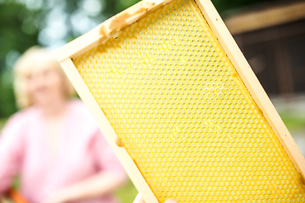 포토 JPG 서양인 외국인 농업 사람 야외 꿀벌 체코 판 꿀 벌집 벌꿀 양봉 양봉업 국내포토 유럽 산업 인종 벌_곤충 파일형식