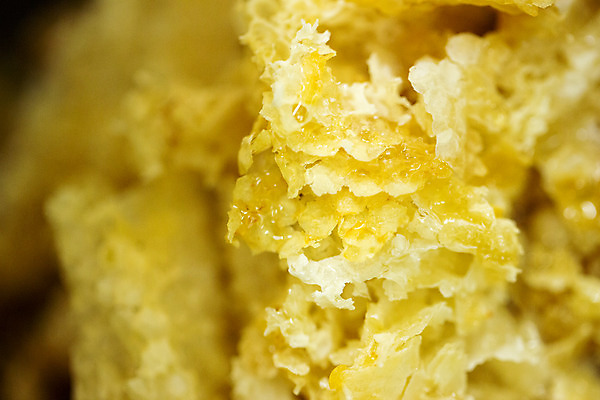 포토 JPG 농업 근접촬영 사람없음 야외 꿀벌 체코 꿀 밀랍 벌꿀 양봉 양봉업 국내포토 유럽 산업 뷰포인트 벌_곤충 파일형식