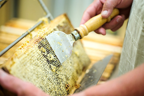 포토 JPG 서양인 외국인 손 노년 남자 농업 한명 서기 들기 사람 상반신 야외 옆모습 신체부위 꿀벌 70대 체코 꿀 꿀채취 벌꿀 양봉 양봉업 노인남자한명만 긁기 국내포토 1 유럽 산업 뷰포인트 모션 인종 성인 벌_곤충 수집 남자한명만 노인남자만 파일형식