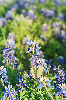 포토 JPG 해외이미지 식물 계절 꽃잎 꽃 백그라운드 꽃무늬 밭 오렌지 자연 하늘 사람없음 야외 초록색 파란색 컬러풀 햇빛 맑음 보라색 미국 일몰 봄 활발 들꽃 벚꽃 시골 신선 개화 황금 페인트붓 내추럴 텍사스 해외포토 컬러 컨셉 북아메리카 무늬 농업 과일 날씨 태양 노을 붓 생태계 파일형식 이미지허브