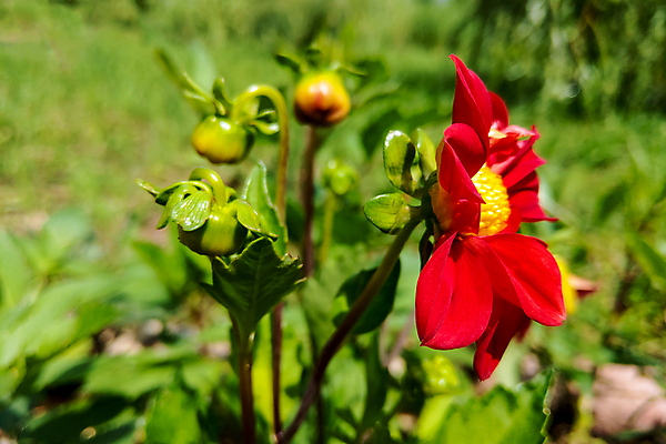 포토 JPG 해외이미지 식물 계절 꽃잎 꽃 줄기 백그라운드 꽃무늬 밭 오렌지 자연 사람없음 야외 빨간색 초록색 컬러풀 뷰티 노란색 정원 맑음 보라색 침묵 봄 들꽃 벚꽃 시골 개화 소프트포커스 달리아 원예 데이지 보케 내추럴 줄서기 취급주의 해외포토 컬러 무늬 농업 과일 모션 날씨 촬영기법 경고 취미 소리 생태계 파일형식 이미지허브