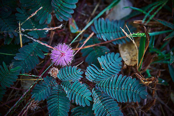 포토 JPG 해외이미지 나무 식물 계절 공원 꽃 분홍색 백그라운드 잎 꽃무늬 패턴 자연 사람없음 야외 빨간색 초록색 여름 컬러풀 뷰티 정원 보라색 봄 터치 성장 벚꽃 나뭇가지 신선 원형 개화 수줍음 벌 묘사 내추럴 해외포토 도형 공공시설 감정 컬러 곤충 무늬 생태계 파일형식 이미지허브