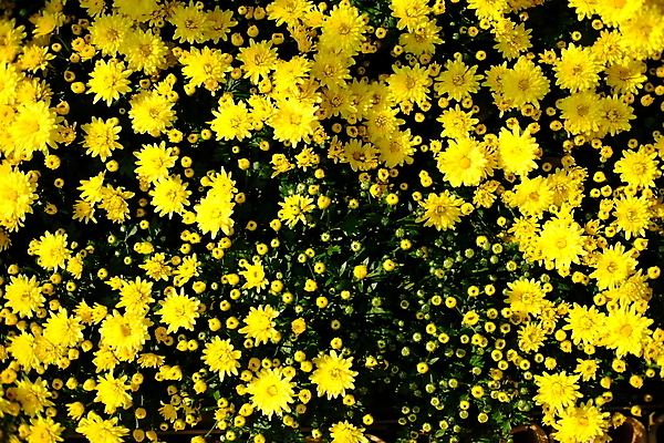 포토 JPG 해외이미지 식물 디자인 계절 꽃잎 꽃 분홍색 꽃다발 결혼 백그라운드 잎 꽃무늬 패턴 자연 벽지 추상 프레임 미술 사람없음 장식 빨간색 초록색 빛 컬러풀 태양 뷰티 우주 정원 보라색 봄 낭만 벚꽃 흰색 신선 신용카드 다발 배열 부드러움 내추럴 스타일 해외포토 자연요소 컬러 컨셉 무늬 문화예술 이벤트 금융 감각 생태계 파일형식 이미지허브