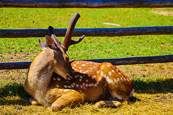 포토 JPG 해외이미지 동물 디자인 여자 남자 얼굴 야생동물 백그라운드 패턴 포유류 가족 자연 추상 서기 성인 사람없음 야외 갈색 일본 수확 흰색 황무지 큼 방목 질감 사냥 장면 멀리 동쪽 동물상 아기사슴 웅장함 해외포토 아시아 새끼 컬러 무늬 농업 관계 모션 사슴 사람 신체부위 조형물 축산업 크기 방향 생태계 파일형식 이미지허브