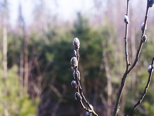 포토 JPG 해외이미지 나무 식물 계절 공원 꽃 백그라운드 잎 꽃무늬 밭 자연 부활절 새로움 사람없음 야외 장식 초록색 파란색 태양 뷰티 노란색 정원 고양이 봄 벚꽃 흰색 나뭇가지 신선 개화 숲 4월 버드나무 속도 러시아 꽃가루 부드러움 솜털 내추럴 해외포토 자연요소 공공시설 기념일 유럽 컬러 컨셉 무늬 농업 포유류 반려동물 감각 날짜 가루 생태계 파일형식 이미지허브