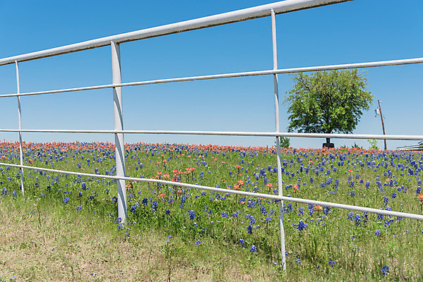포토 JPG 해외이미지 식물 꽃잎 꽃 꽃무늬 밭 오렌지 자연 사람없음 야외 빨간색 초록색 울타리 컬러풀 노란색 평화 정원 보라색 미국 침묵 봄 목장 활발 들꽃 벚꽃 시골 개화 인도인 언덕 페인트붓 철사 철조망 보닛 내추럴 텍사스 해외포토 외국인 계절 컬러 컨셉 북아메리카 무늬 농업 과일 자동차 동양인 담장 소리 붓 생태계 파일형식 이미지허브