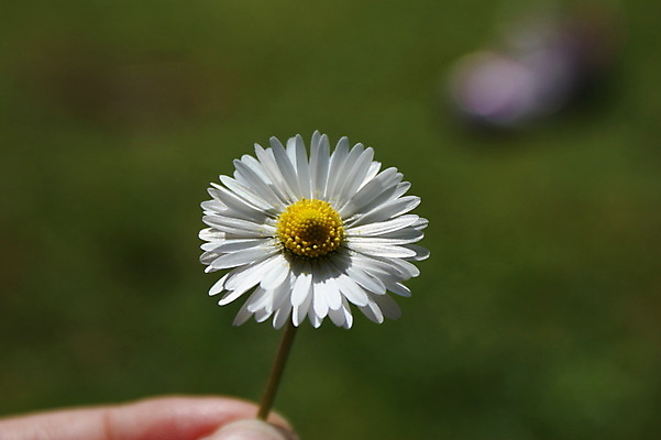 포토 JPG 해외이미지 식물 손 계절 꽃잎 꽃 꽃다발 백그라운드 꽃무늬 밭 자연 사람 풍경 초원 사람없음 야외 장식 초록색 여름 컬러풀 뷰티 노란색 머리 환경 정원 봄 들꽃 성장 벚꽃 흰색 하트 신선 닫기 묘사 데이지 보케 향기 부드러움 카피스페이스 국경 해외포토 모양 컬러 무늬 농업 모션 신체부위 공백 감각 생태계 냄새 파일형식 이미지허브
