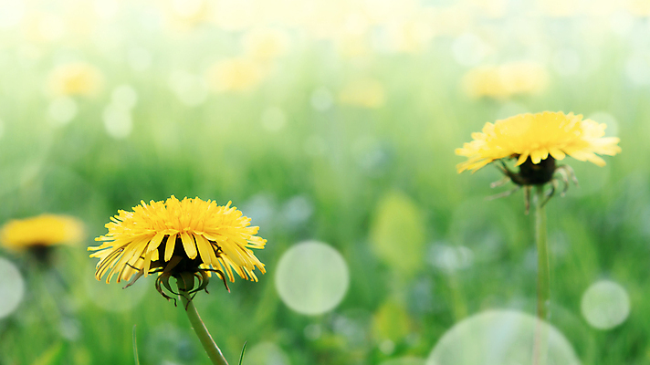 포토 JPG 해외이미지 주간 사람없음 야외 아웃포커스 민들레 보케 빛망울 해외포토 자연요소 꽃 촬영기법 빛 파일형식 이미지허브