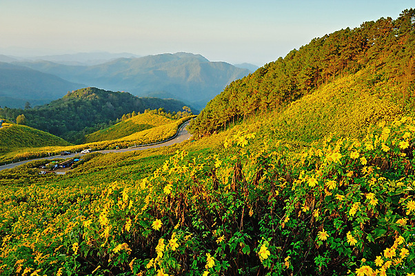 포토 JPG 해외이미지 나무 디자인 공원 꽃 도로 아들 선 여행 백그라운드 겨울 태국 자연 벽지 하늘 휴가 해바라기 산 사람없음 야외 초록색 파란색 노란색 라벨 계곡 놀람 고독 언덕 사인 질감 북쪽 천국 내추럴 방법 우수 해외포토 식물 계절 공공시설 감정 아시아 길 컬러 가족 교통시설 프레임 표정 방향 절기 생태계 파일형식 이미지허브