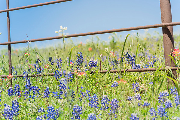 포토 JPG 해외이미지 식물 꽃잎 꽃 꽃무늬 밭 오렌지 자연 풍경 초원 사람없음 야외 빨간색 초록색 울타리 컬러풀 노란색 평화 정원 보라색 미국 침묵 봄 목장 활발 들꽃 벚꽃 시골 개화 인도인 언덕 페인트붓 철사 철조망 보닛 내추럴 텍사스 해외포토 외국인 계절 컬러 컨셉 북아메리카 무늬 농업 과일 자동차 동양인 담장 소리 붓 생태계 파일형식 이미지허브