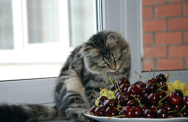 포토 JPG 해외이미지 동물 잎 장난 포유류 발 수염 주택 털 잔디 사람없음 빨간색 파란색 반려동물 소파 노란색 귀여움 점프 고양이 줄무늬 산책 회색 흰색 닫기 꼬리 얼룩무늬 솜털 수의사 동물상 발톱 해외포토 식물 컬러 컨셉 무늬 의자 모션 휴식 건물 신체부위 조형물 의사 파일형식 이미지허브