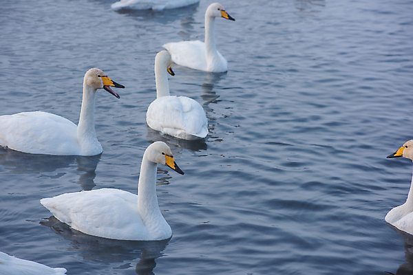 포토 JPG 해외이미지 주간 호수 물결 사람없음 야외 수면 백조 해외포토 자연요소 조류 물 파일형식 이미지허브