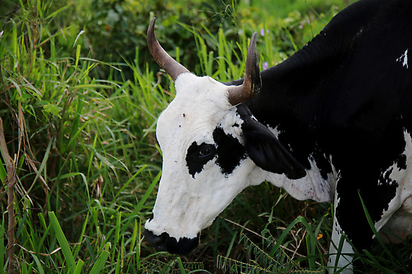 포토 JPG 해외이미지 동물 밭 농업 포유류 자연 치즈 건강 사람없음 반려동물 농장 농경지 가축 소고기 우유 시골 소 군중 농부 방목 들소 황소 황소자리 내추럴 송아지 밭일 해외포토 직업 산업 새끼 유제품 육류 사람 별자리 축산업 생태계 파일형식 이미지허브