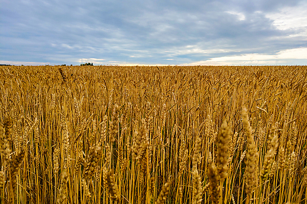 포토 JPG 해외이미지 식물 구름 계절 음식 빵 줄기 백그라운드 밭 농업 자연 하늘 옥수수 씨앗 풍경 사람없음 야외 여름 파란색 농작물 햇빛 농장 농경지 노란색 환경 맑음 수확 성장 시골 황금 낟알 시리얼 밀 오브젝트 유기농 보리 귀 스파이크 밀짚 내추럴 밭일 숙성 호밀 세련 해외포토 자연요소 웰빙 산업 컬러 날씨 곡류 신체부위 태양 짚 생태계 파일형식 이미지허브