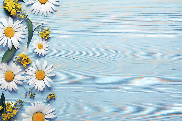 포토 JPG 해외이미지 디자인 꽃 결혼 백그라운드 컨셉 꽃무늬 자연 프레임 사랑 사람없음 목재 장식 여름 파란색 뷰티 노란색 우주 봄 낭만 벚꽃 시골 신용카드 플랫 배열 질감 레이아웃 데이지 파란배경 위치 내추럴 구성 캐모마일 파스텔톤 카피스페이스 국경 해외포토 나무 식물 계절 감정 컬러 무늬 재료 이벤트 금융 공백 허브 생태계 파일형식 이미지허브