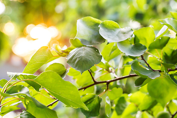 포토 JPG 해외이미지 나무 식물 음식 백그라운드 잎 꽃무늬 농업 자연 건강 사람없음 야외 빨간색 초록색 컬러풀 햇빛 태양 농장 농경지 정원 봄 수확 성장 나뭇가지 시골 신선 과수원 다발 먹기 유기농 원예 내추럴 살구 숙성 맛있는 해외포토 자연요소 웰빙 계절 꽃 산업 컬러 무늬 과일 모션 취미 생태계 파일형식 이미지허브