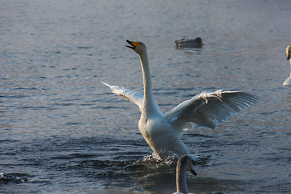 포토 JPG 해외이미지 주간 호수 물결 세마리 사람없음 야외 수면 백조 날갯짓 청둥오리 해외포토 자연요소 조류 오리 3 물 파일형식 이미지허브