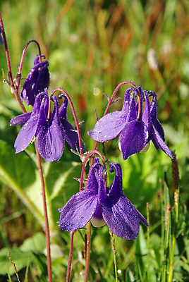 포토 JPG 해외이미지 나무 식물 계절 꽃 호수 분홍색 밭 자연 하늘 새로움 산 풍경 초원 사람없음 야외 가로 초록색 여름 강 컬러풀 태양 환경 계곡 보라색 미국 침묵 봄 벚꽃 개화 언덕 지역 생태학 절정 눈내림 해외포토 자연요소 교육 컬러 컨셉 북아메리카 농업 눈_날씨 소리 생태계 파일형식 이미지허브