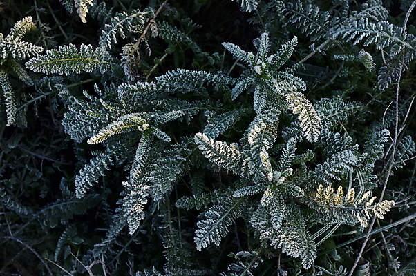 포토 JPG 해외이미지 모양 나무 식물 백그라운드 잎 패턴 프레임 사람없음 목재 장식 초록색 태양 정원 냉동 얼음 봄 흰색 신선 유기농 질감 정사각형 내추럴 소셜 그리너리 해외포토 자연요소 도형 웰빙 계절 컬러 무늬 재료 파일형식 트랜드컬러 이미지허브