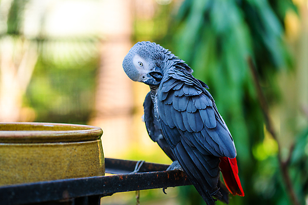 포토 JPG 해외이미지 나무 동물 공원 야생동물 백그라운드 날개 아프리카 자연 조류 동물원 앉기 사람없음 빨간색 초록색 여름 반려동물 컬러풀 정원 회색 나뭇가지 닫기 숲 깃털 꼬리 부리 앵무새 남쪽 내추럴 이국적 잉꼬 콩고 해외포토 식물 계절 공공시설 나라 컬러 모션 방향 생태계 파일형식 이미지허브