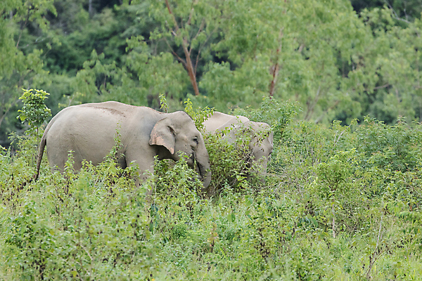 포토 JPG 해외이미지 동물 공원 아시아 야생동물 여행 포유류 가족 태국 자연 코끼리 종류 동양인 사람없음 환경 힘 아기 보호 숲 큼 인도인 코 멸종 내추럴 벌목 인구 전국 지능 해외포토 외국인 공공시설 나라 컨셉 관계 사람 인종 신체부위 크기 생태계 파일형식 이미지허브