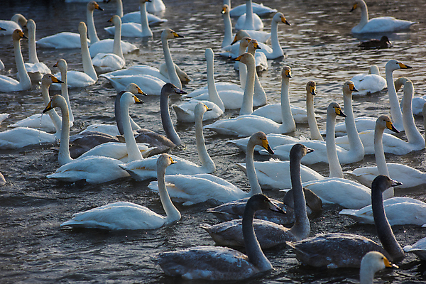 포토 JPG 해외이미지 주간 호수 물결 여러마리 사람없음 야외 수면 백조 해외포토 자연요소 다수 조류 물 파일형식 이미지허브