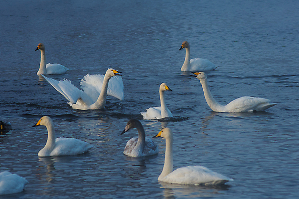 포토 JPG 해외이미지 주간 호수 물결 여러마리 사람없음 야외 우아함 백조 날갯짓 해외포토 자연요소 다수 컨셉 조류 파일형식 이미지허브
