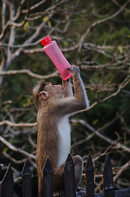 포토 JPG 해외이미지 나무 동물 여자 얼굴 야생동물 여행 2 포유류 가족 자연 엄마 털 앉기 사람없음 초록색 원숭이 아기 먹기 유인원 수유 해외포토 식물 컬러 관계 모션 사람 신체부위 생태계 파일형식 이미지허브