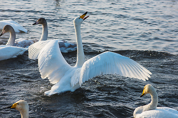 포토 JPG 해외이미지 주간 호수 물결 여러마리 사람없음 야외 수면 백조 날갯짓 해외포토 자연요소 다수 조류 물 파일형식 이미지허브
