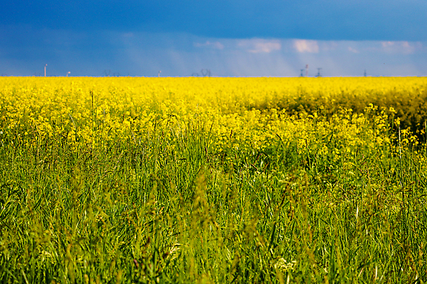 포토 JPG 해외이미지 나무 식물 계절 꽃잎 꽃 백그라운드 밭 농업 자연 씨앗 사람없음 야외 초록색 파란색 컬러풀 태양 농장 농경지 노란색 일출 환경 봄 에너지 성장 시골 개화 황금 땅 유채 원예 내추럴 땅바닥 밭일 카놀라 해외포토 자연요소 산업 컬러 바닥 취미 노을 생태계 파일형식 이미지허브