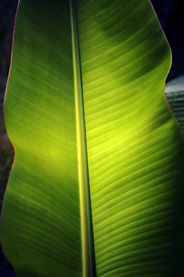 포토 JPG 해외이미지 나무 식물 디자인 계절 아시아 선 벽 백그라운드 컨셉 잎 패턴 자연 벽지 추상 바나나 건강 동양인 사람없음 야외 장식 초록색 파란색 빛 우주 환경 정원 봄 성장 신선 묘사 유기농 질감 복고 내추럴 엘리먼트 인공 해외포토 웰빙 나라 컬러 무늬 과일 인종 생태계 파일형식 이미지허브