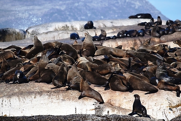 포토 JPG 해외이미지 동물 야생동물 모래 바다 포유류 아프리카 자연 휴식 털 사람없음 물 뷰티 갈색 귀여움 우유 간호사 아기 잠 강아지 빨다 사자 먹이 물개 먹기 지느러미 태평양 에콰도르 대서양 내추럴 나미비아 동물상 생태학 해외포토 자연요소 교육 나라 컬러 컨셉 모션 유제품 사람 반려동물 조형물 바다동물 의료진 남아메리카 개 생태계 남아프리카 파일형식 이미지허브
