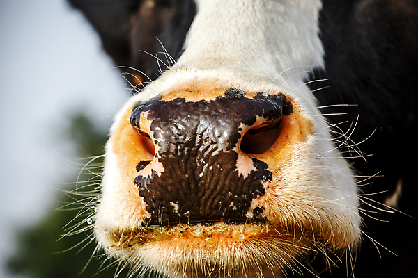 포토 JPG 해외이미지 동물 응시 산업 얼굴 음식 밭 농업 자연 치즈 뿔 건강 육류 사람없음 농장 농경지 머리 환경 농사 검은색 가축 소고기 우유 흰색 시골 소 군중 방목 유기농 황소 내추럴 송아지 기르기 밭일 송아지고기 해외포토 웰빙 시선 새끼 컬러 식재료 포유류 유제품 사람 신체부위 축산업 생태계 돌봄 파일형식 이미지허브