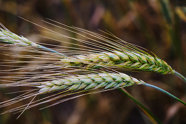 포토 JPG 해외이미지 식물 계절 음식 빵 줄기 백그라운드 밭 농업 자연 하늘 건조 건강 옥수수 씨앗 사람없음 초록색 파란색 농작물 태양 농장 노란색 환경 봄 수확 성장 흰색 시골 황금 낟알 땅 시리얼 밀 유기농 보리 귀 장면 밀짚 내추럴 밭일 숙성 해외포토 자연요소 웰빙 산업 컬러 곡류 신체부위 짚 생태계 파일형식 이미지허브