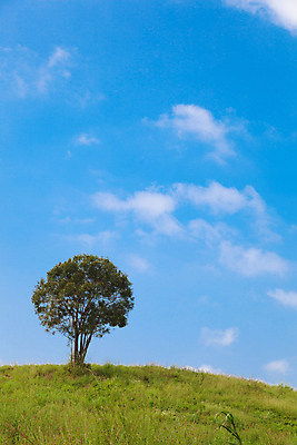 포토 JPG 해외이미지 나무 식물 구름 1 계절 백그라운드 잎 밭 자연 하늘 풍경 잔디 초원 사람없음 초록색 여름 파란색 햇빛 환경 봄 나뭇가지 시골 신선 고독 큼 땅 언덕 싱글 장면 해외포토 자연요소 감정 컬러 농업 태양 크기 생태계 파일형식 이미지허브