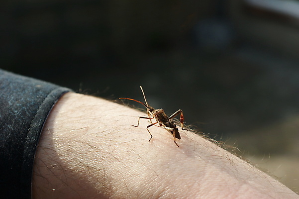 포토 JPG 해외이미지 동물 야생동물 곤충 자연 생물 안테나 종류 씨앗 앉기 사람없음 초록색 갈색 정원 해충 벌레 묘사 각도 침엽수 팔 악취 동물상 서쪽 오싹 해외포토 나무 식물 컬러 통신 모션 신체부위 조형물 방향 생태계 냄새 파일형식 이미지허브