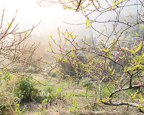 포토 JPG 해외이미지 나무 식물 계절 꽃잎 꽃 아시아 줄기 분홍색 잎 꽃무늬 밭 농업 과일 봄꽃 자연 휴가 새해 산 사람없음 빨간색 울타리 강 컬러풀 농장 정원 보라색 축제 일몰 봄 벚꽃 나뭇가지 시골 개화 체리 과수원 제비꽃 베트남 복숭아 내추럴 꽃수술 파스텔톤 해외포토 나라 산업 컬러 무늬 담장 노을 동남아시아 생태계 파일형식 이미지허브