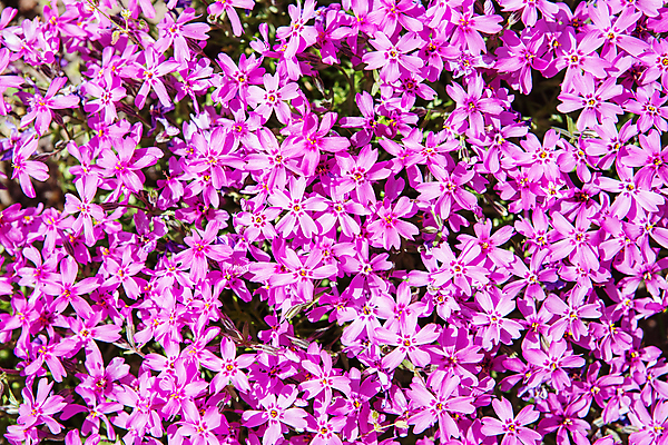 포토 JPG 해외이미지 식물 계절 꽃잎 꽃 분홍색 백그라운드 꽃무늬 밭 자연 산 이끼 사람없음 야외 장식 빨간색 초록색 컬러풀 뷰티 정원 보라색 봄 성장 벚꽃 시골 신선 개화 작음 제비꽃 원예 질감 꽃가루 내추럴 영원 많음 세련 해외포토 컬러 컨셉 무늬 농업 취미 크기 가루 생태계 파일형식 이미지허브