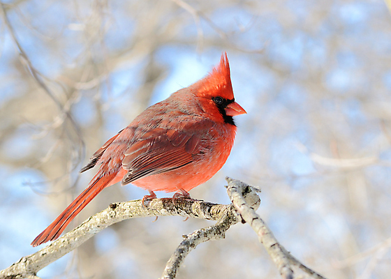 포토 JPG 해외이미지 공원 남자 야생동물 자연 조류 사람없음 야외 해외포토 동물 공공시설 사람 생태계 파일형식 이미지허브