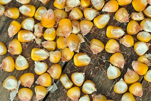 포토 JPG 해외이미지 음식 백그라운드 농업 재료 탁자 표면 건강 옥수수 씨앗 사람없음 목재 농작물 농장 노란색 침묵 수확 시골 그룹 황금 낟알 묘사 유기농 질감 알맹이 날것 내추럴 숙성 채식주의자 많음 해외포토 나무 식물 웰빙 산업 컬러 가구 컨셉 곡류 소리 채식 파일형식 이미지허브