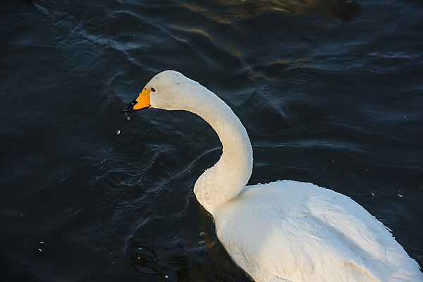 포토 JPG 해외이미지 주간 한마리 호수 물결 사람없음 야외 수면 백조 해외포토 자연요소 1 조류 물 파일형식 이미지허브