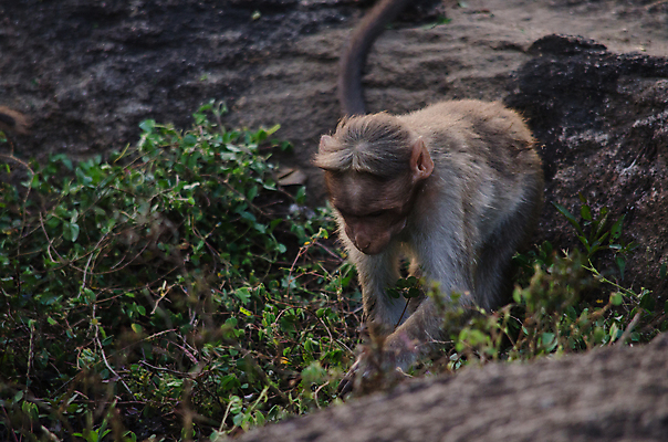 포토 JPG 해외이미지 나무 동물 여자 얼굴 야생동물 여행 2 포유류 가족 자연 엄마 털 앉기 사람없음 초록색 원숭이 아기 먹기 유인원 수유 해외포토 식물 컬러 관계 모션 사람 신체부위 생태계 파일형식 이미지허브