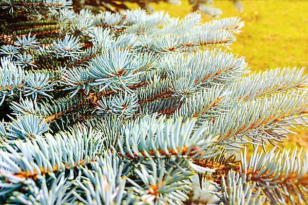 포토 JPG 해외이미지 나무 식물 계절 백그라운드 잎 크리스마스 겨울 자연 사람없음 야외 목재 장식 초록색 파란색 평화 봄 회색 흰색 나뭇가지 소나무 바늘 닫기 숲 묘사 질감 상록수 침엽수 전나무 내추럴 노엘 가문비나무 해외포토 기념일 컬러 컨셉 재료 모션 도구 생태계 파일형식 이미지허브