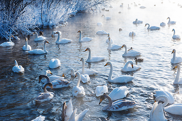 포토 JPG 해외이미지 주간 호수 물결 겨울 여러마리 눈꽃 사람없음 야외 안개 나뭇가지 수면 백조 해외포토 자연요소 나무 계절 다수 조류 날씨 눈_날씨 물 파일형식 이미지허브
