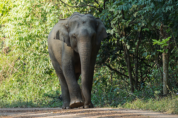 포토 JPG 해외이미지 동물 공원 아시아 야생동물 여행 포유류 가족 태국 자연 코끼리 종류 동양인 사람없음 환경 힘 아기 보호 숲 큼 인도인 코 멸종 내추럴 벌목 인구 전국 지능 해외포토 외국인 공공시설 나라 컨셉 관계 사람 인종 신체부위 크기 생태계 파일형식 이미지허브
