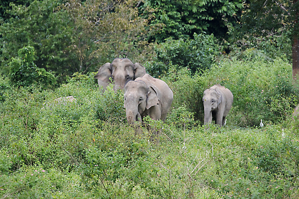 포토 JPG 해외이미지 동물 공원 아시아 야생동물 여행 포유류 가족 태국 자연 코끼리 종류 동양인 사람없음 환경 힘 아기 보호 숲 큼 인도인 코 멸종 내추럴 벌목 인구 전국 지능 해외포토 외국인 공공시설 나라 컨셉 관계 사람 인종 신체부위 크기 생태계 파일형식 이미지허브