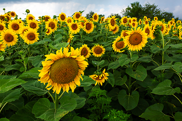 포토 JPG 해외이미지 주간 나무 꽃밭 해바라기 사람없음 야외 해외포토 자연요소 식물 꽃 파일형식 이미지허브
